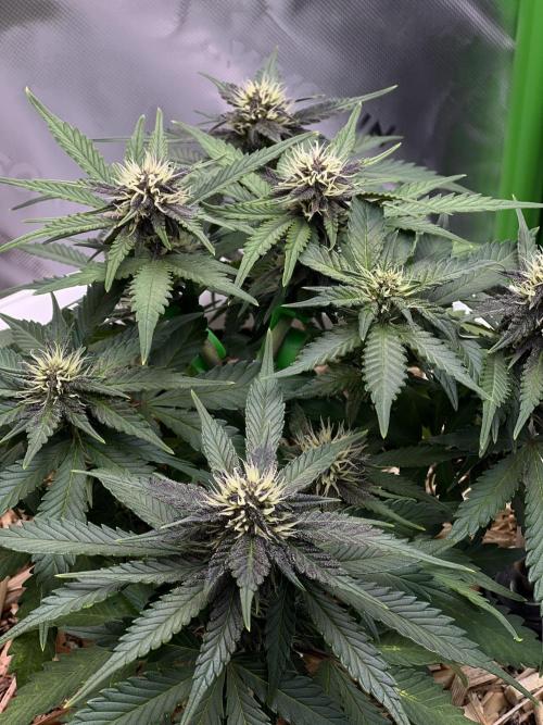 Fast Buds - Purple Haze Auto. Week 6