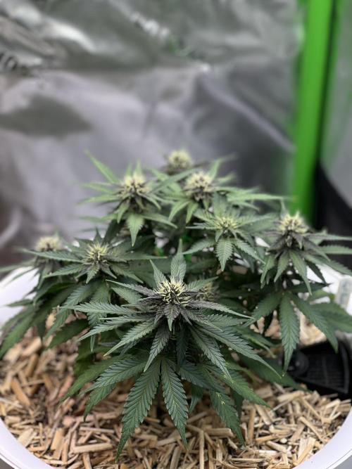 Fast Buds - Purple Haze Auto. Week 6