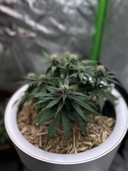 Fast Buds - Purple Haze Auto. Week 6