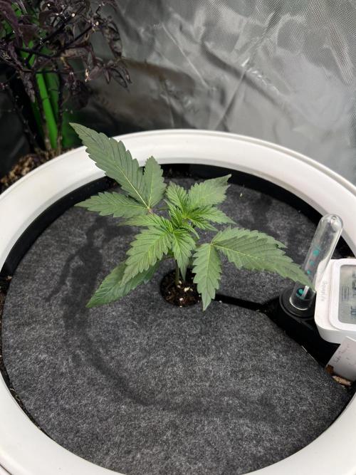GoodGenetix | Thundae-G Auto. Week 2
