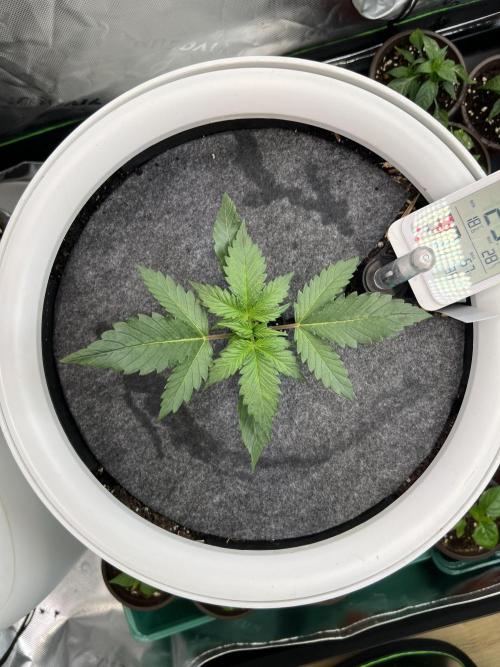 GoodGenetix | Thundae-G Auto. Week 2