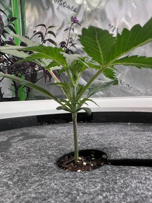 GoodGenetix | Thundae-G Auto. Week 2