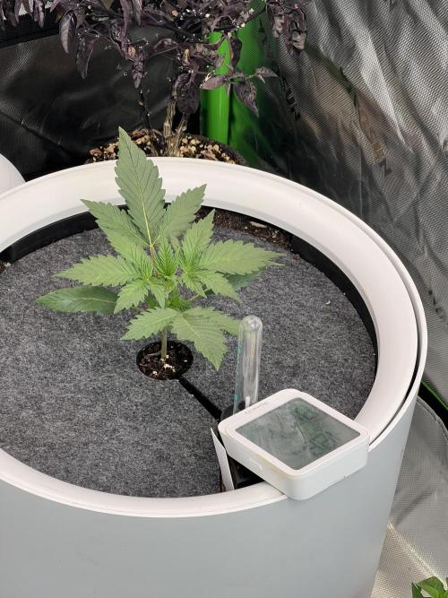 GoodGenetix | Thundae-G Auto. Week 2