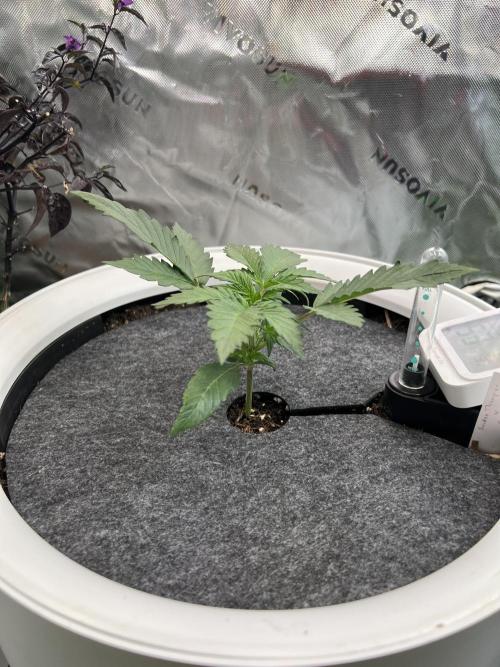 GoodGenetix | Thundae-G Auto. Week 2