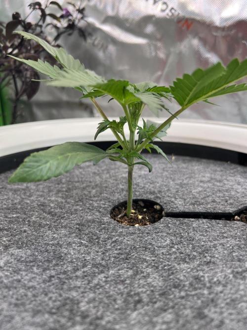 GoodGenetix | Thundae-G Auto. Week 2