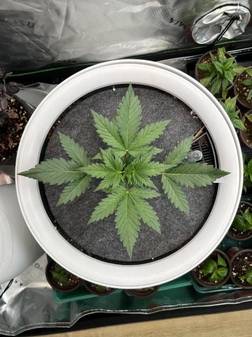 GoodGenetix | Thundae-G Auto. Week 2