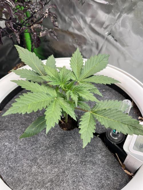GoodGenetix | Thundae-G Auto. Week 2