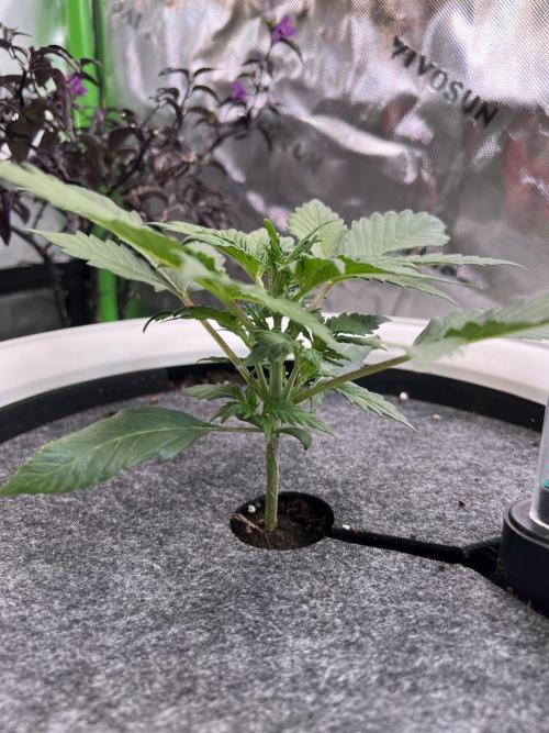 GoodGenetix | Thundae-G Auto. Week 2
