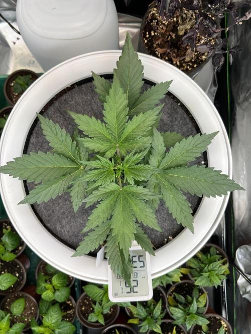 GoodGenetix | Thundae-G Auto. Week 2