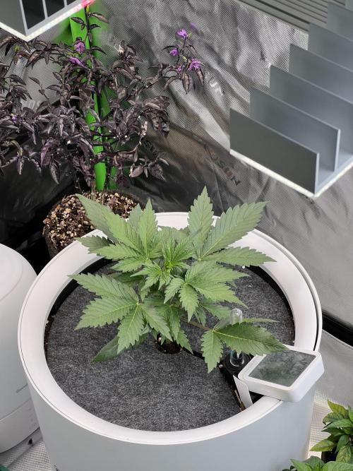 GoodGenetix | Thundae-G Auto. Week 2