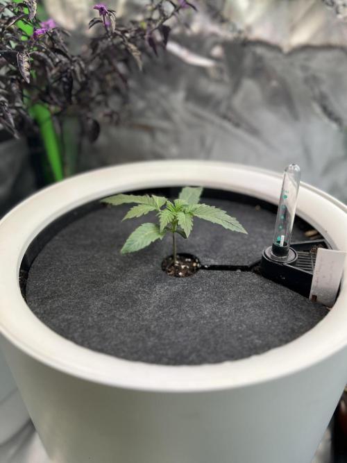 GoodGenetix | Thundae-G Auto. Week 1