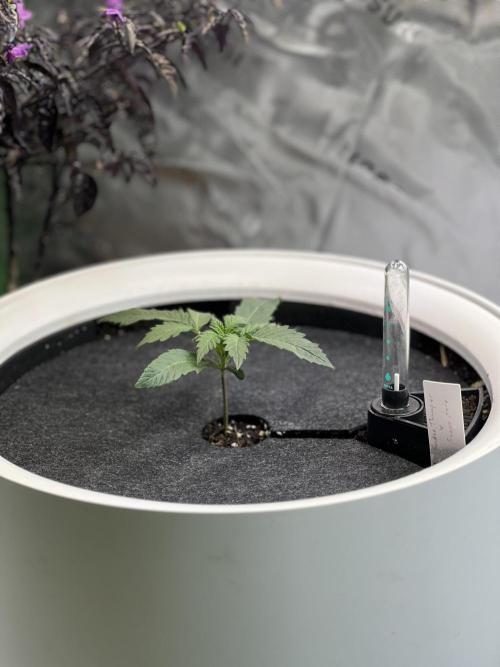 GoodGenetix | Thundae-G Auto. Week 1