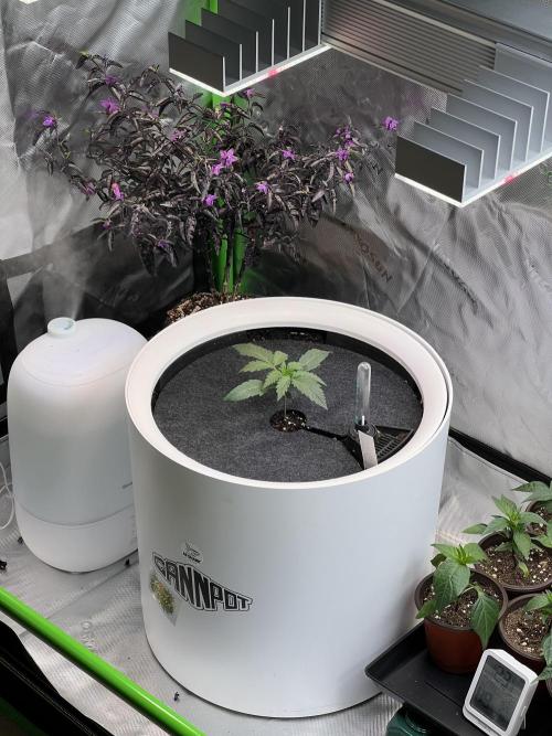 GoodGenetix | Thundae-G Auto. Week 1