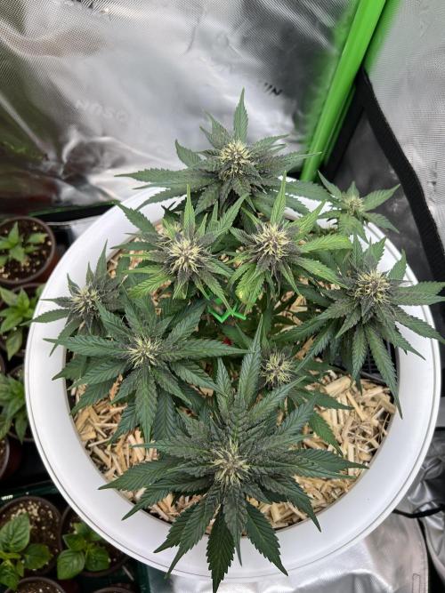 Fast Buds - Purple Haze Auto. Week 7