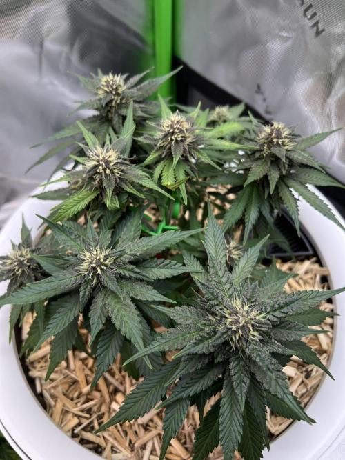 Fast Buds - Purple Haze Auto. Week 7