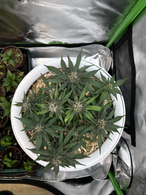 Fast Buds - Purple Haze Auto. Week 7