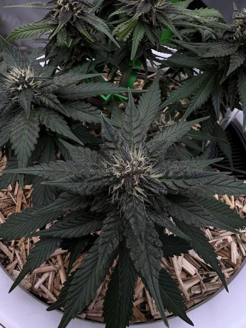 Fast Buds - Purple Haze Auto. Week 7