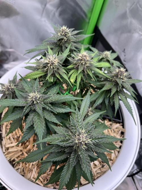 Fast Buds - Purple Haze Auto. Week 7