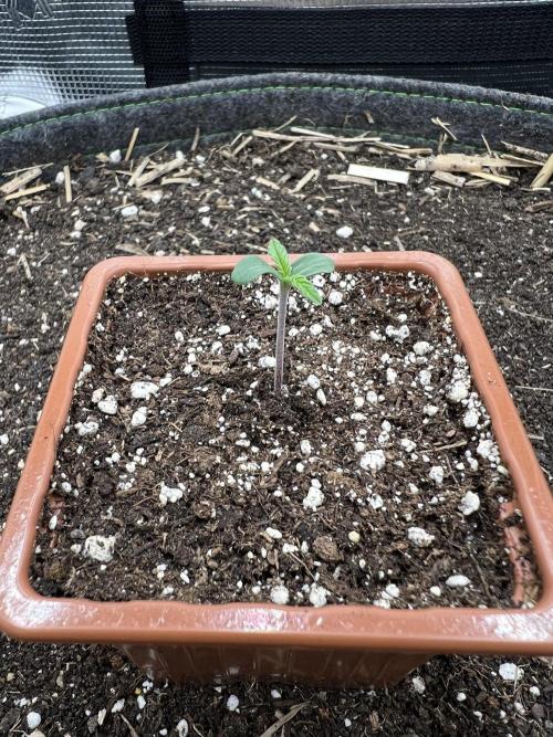 FastBuds - Tropicana Cookies FF. Week 0