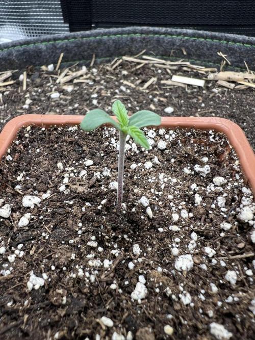 FastBuds - Tropicana Cookies FF. Week 0