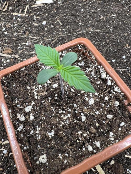 FastBuds - Tropicana Cookies FF. Week 0