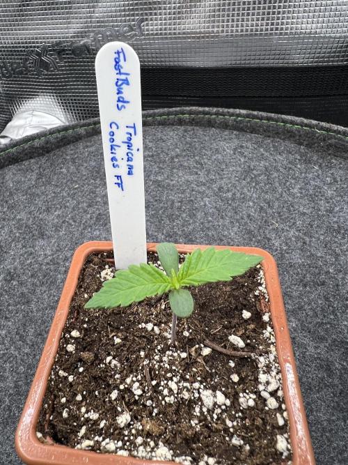 FastBuds - Tropicana Cookies FF. Week 0