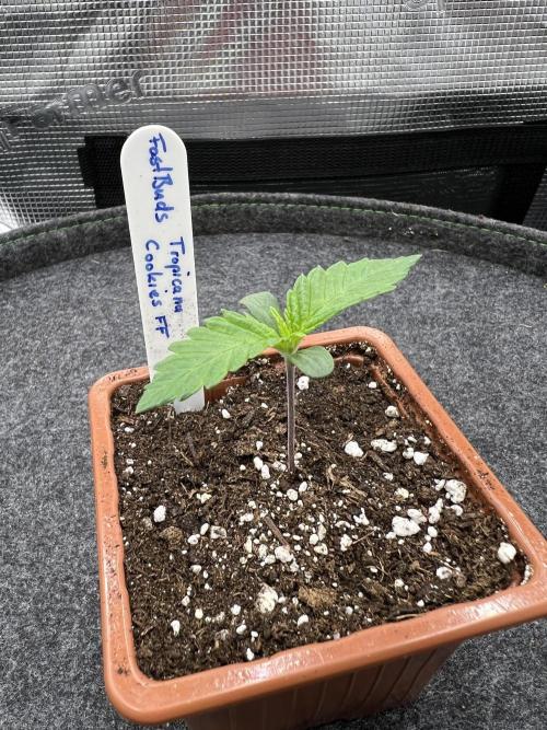 FastBuds - Tropicana Cookies FF. Week 0