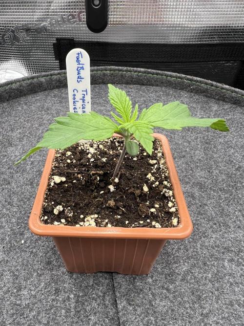 FastBuds - Tropicana Cookies FF. Week 1
