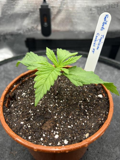 FastBuds - Tropicana Cookies FF. Week 1