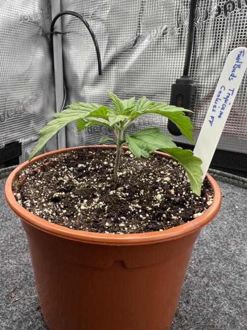 FastBuds - Tropicana Cookies FF. Week 1