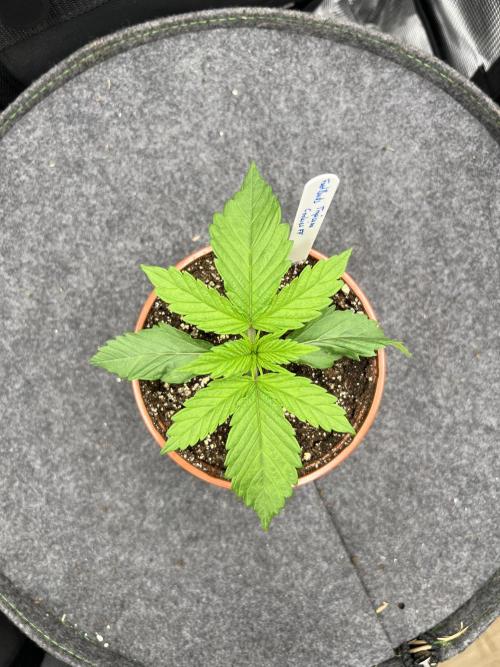 FastBuds - Tropicana Cookies FF. Week 1