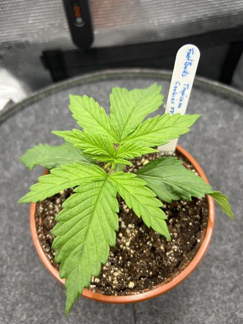 FastBuds - Tropicana Cookies FF. Week 1