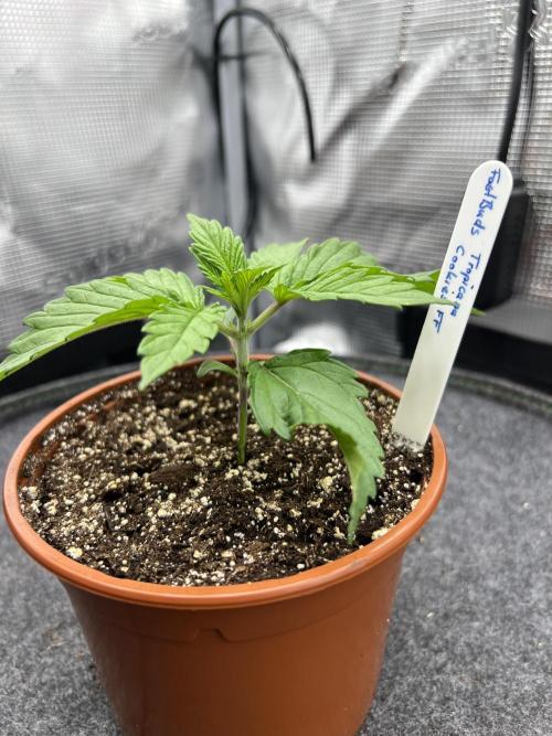 FastBuds - Tropicana Cookies FF. Week 1