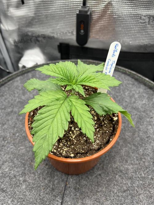FastBuds - Tropicana Cookies FF. Week 1