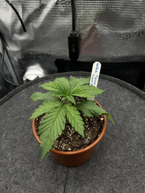 FastBuds - Tropicana Cookies FF. Week 1