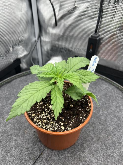FastBuds - Tropicana Cookies FF. Week 1