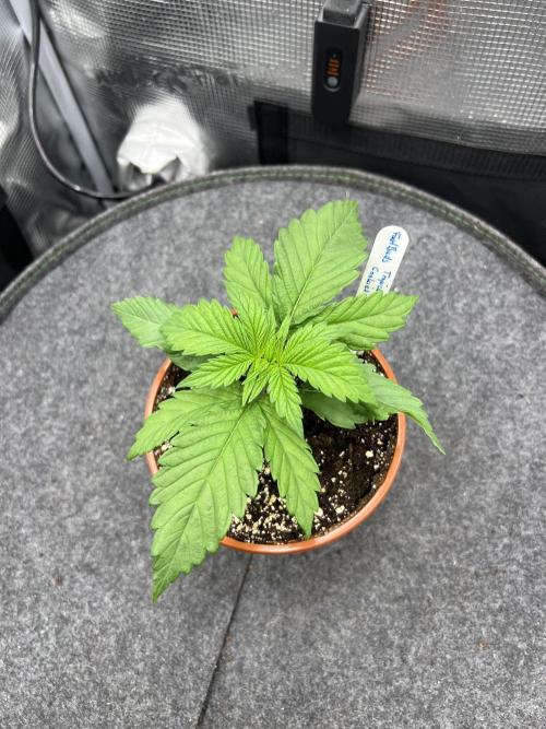 FastBuds - Tropicana Cookies FF. Week 1