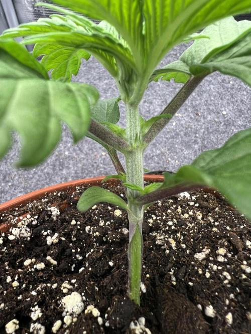 FastBuds - Tropicana Cookies FF. Week 1