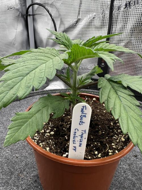 FastBuds - Tropicana Cookies FF. Week 2