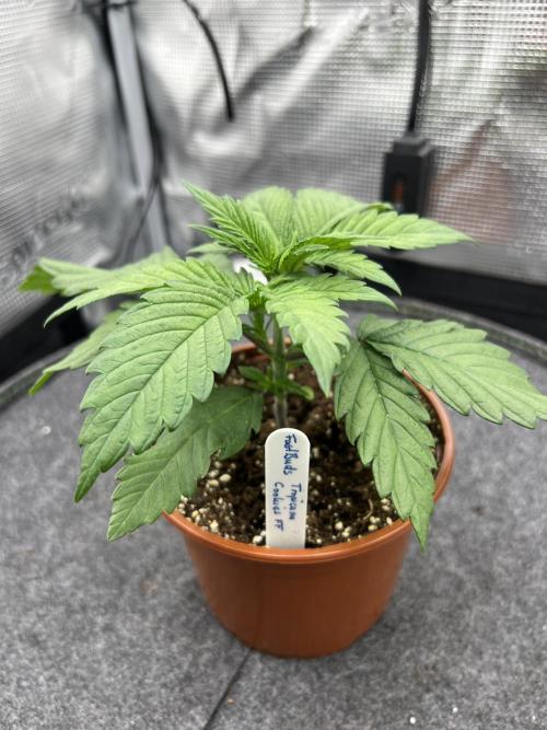 FastBuds - Tropicana Cookies FF. Week 2