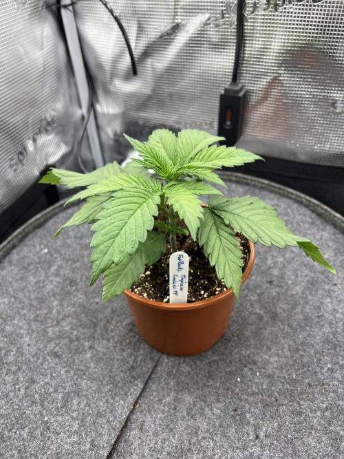 FastBuds - Tropicana Cookies FF. Week 2