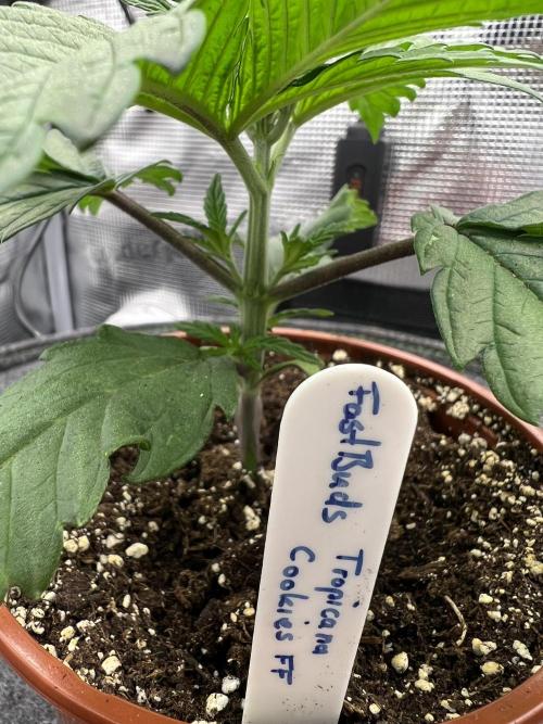 FastBuds - Tropicana Cookies FF. Week 2