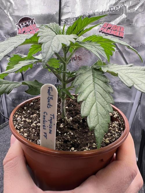 FastBuds - Tropicana Cookies FF. Week 2
