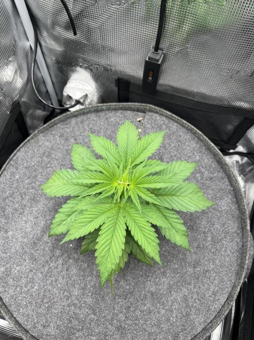 FastBuds - Tropicana Cookies FF. Week 3