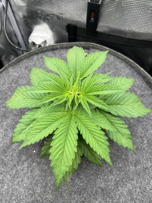 FastBuds - Tropicana Cookies FF. Week 3