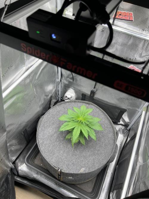 FastBuds - Tropicana Cookies FF. Week 3