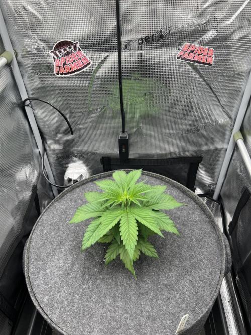 FastBuds - Tropicana Cookies FF. Week 3