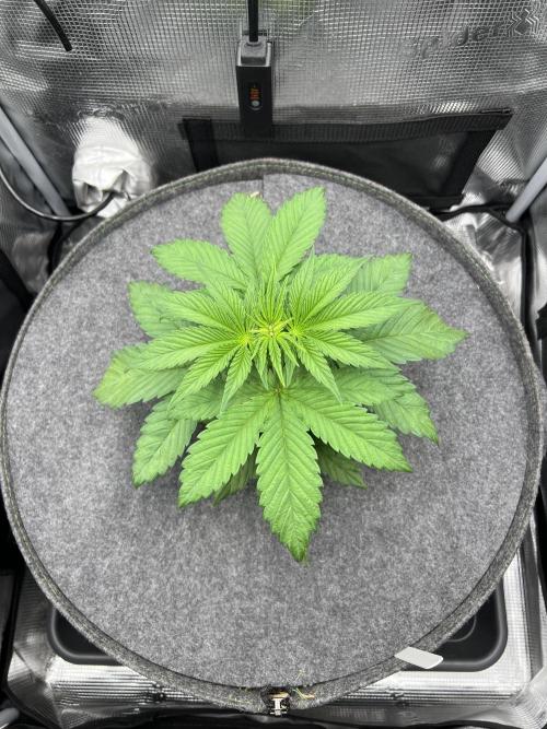 FastBuds - Tropicana Cookies FF. Week 3
