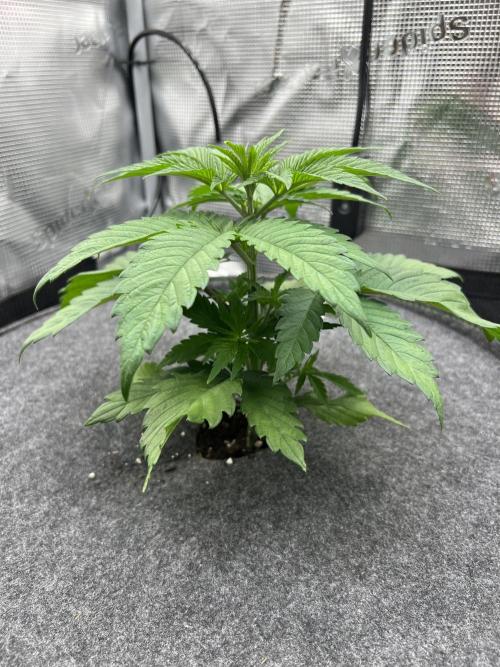 FastBuds - Tropicana Cookies FF. Week 3