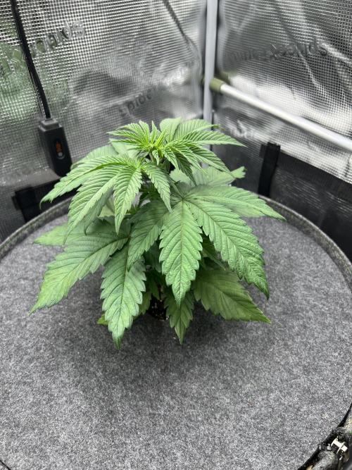 FastBuds - Tropicana Cookies FF. Week 3